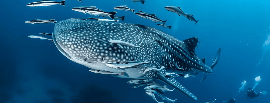 Allie-Vautin-Whale-Shark.webp (305 KB)