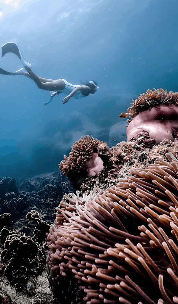 Freediving-Koh-Tao.png.webp (284 KB)