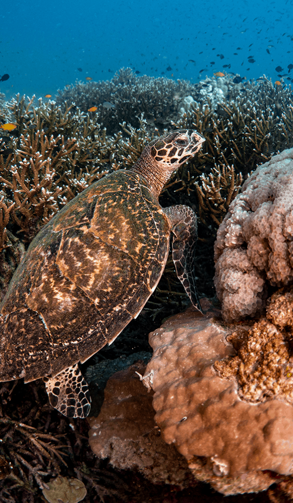 TURTLE.png.webp (952 KB)