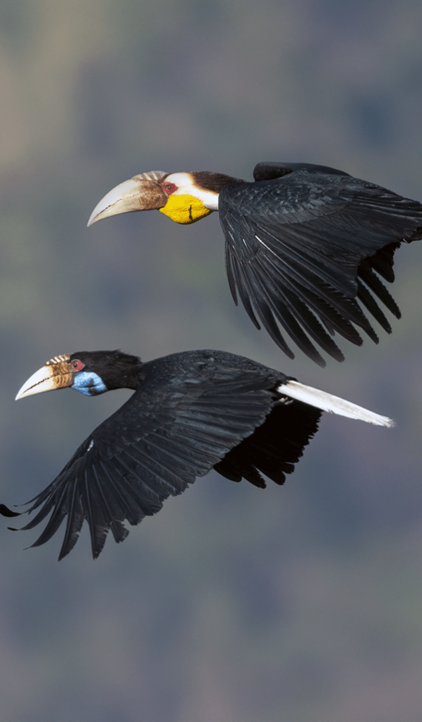 wreathed-hornbill.png.webp (591 KB)