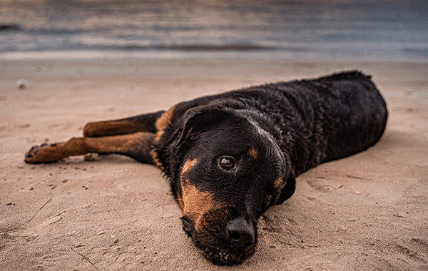 Koh-Tao-Island-Dogs.webp (126 KB)
