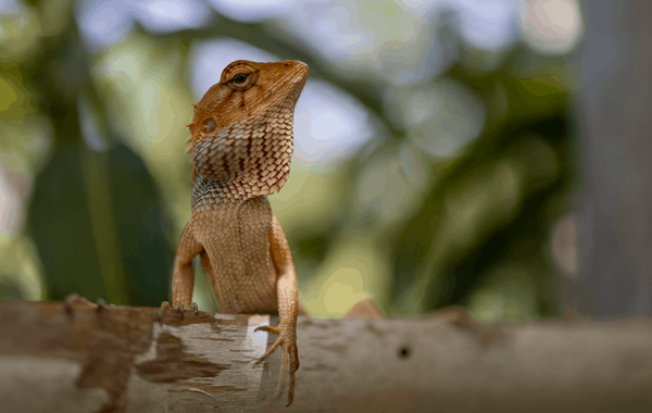 Life-on-Land.webp (192 KB)