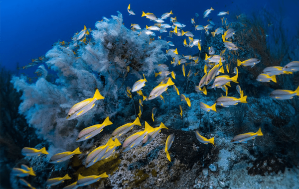 Scuba-Diving-Allie-Autin.webp (338 KB)